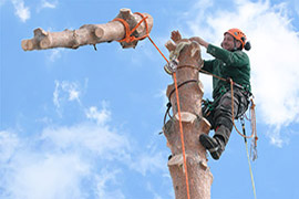 Baumabtragung - Risikofällungen