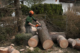 Baum fällen